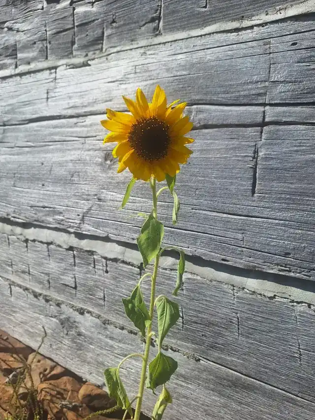 Building the BCF community garden — photo 3