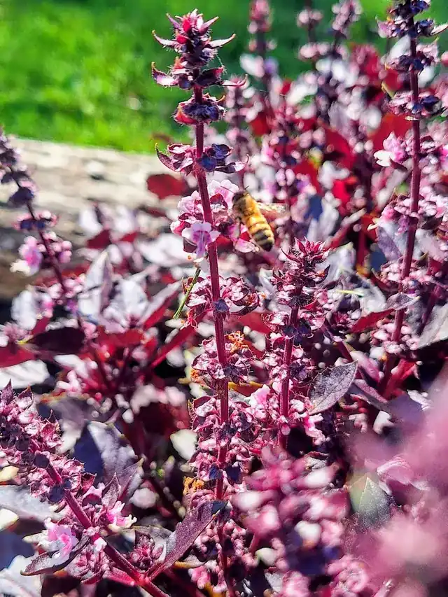 Building the BCF community garden — photo 14
